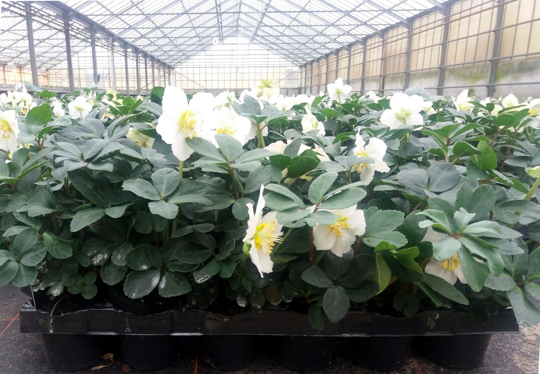 Selecta one erwirbt zum 1. Juni 2021 das Helleborus-Züchtungsprogramm der Bock Bio Science GmbH
