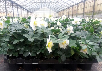  Selecta one erwirbt zum 1. Juni 2021 das Helleborus-Zchtungsprogramm der Bock Bio Science GmbH