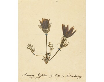Herbarbeleg von Pulsatilla vulgaris, der Gewhnlichen Kchenschelle. Sie wurde von Botanikern der Herrnhuter Brdergemeine in der Umgebung von Barby (Sachsen-Anhalt) unter dem damals gebruchlichen Namen Anemone pulsatilla gesammelt.