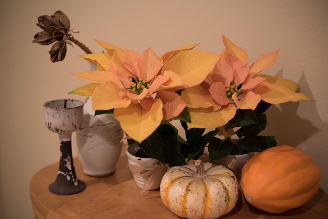 Schon für den Herbstverkauf geeignet: die Poinsettie "Autumn Leaves"