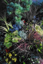 Eine wunderschöne, bunte Mischung aus Gräsern
Blatt- und Blühpflanzen ( Heiligenkraut, Purpurglöckchen und Silberrandchrysantheme) zeigt Thomas Astner
aus Brannenburg.