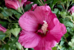 Mit einem Sonderpreis der Jury wird in diesem Jahr die Hibiscus syriacus Flower Tower Ruby der Firmen Kordes Jungpflanzen Handels GmbH und Heinje ausgezeichnet.<br>