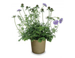 Hishtil will be presenting many novelties, including Scabiosa incisa "Kudo"P Blue" - a magnet for bees and butterflies.