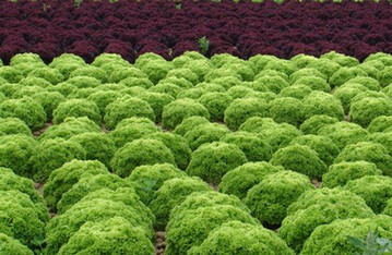 Das Zentrum fr Betriebswirtschaft im Gartenbau e. V. wechselt an die Universitt Hohenheim. Es ist Ansprechzentrale fr Gartenbauunternehmen, Beratung und Sachverstndige zu betriebswirtschaftlichen Fragestellungen in allen Sparten des Gartenbaus (Baumschulen, Gemsebau, Obstbau, Zierpflanzenbau, Einzelhandels- und Dienstleistungsgartenbau)