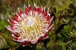 Die spektakuläre Königsprotea (Protea cynaroides) ist die Nationalblume Südafrikas. Hohenheimer Wissenschaftler untersuchen ihre Reaktion auf Klimawandel und häufiger werdende Feuer.