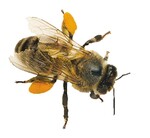 Nicht nur auf die Bienen kommt es an