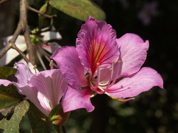 Honk-Kong-Orchideen-Baum Bauhinia x blakeana