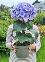 Neben gemischten Sträußen mit Rosen in allen Farben, griffen die Konsumenten zum Start in die Beetsaison auch gern zu Pflanzen als Geschenk zum Muttertag.