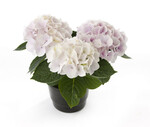 Hortensia macrophylla "Candyfloss"