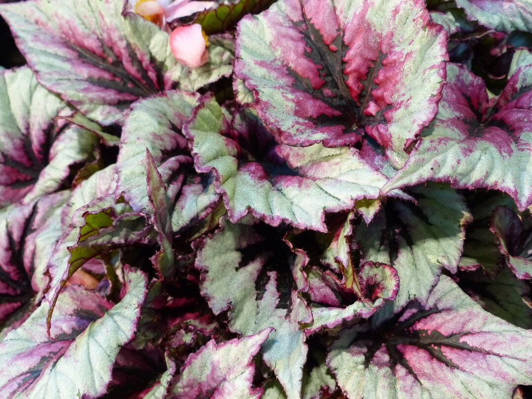 Begonia rex-cultorum "Maui Sunset" der Grtnerei Rehner.