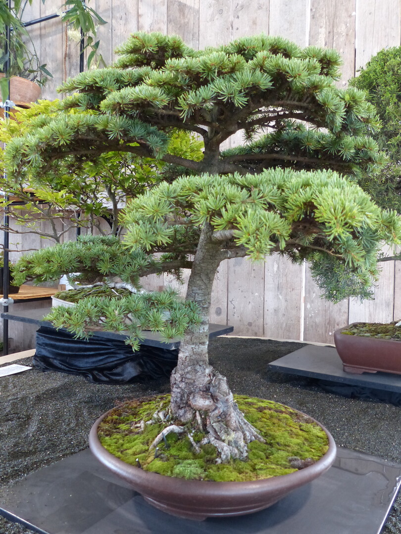 Ein Bonsai von Welmar Rietmann.