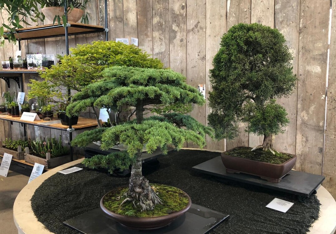 Hervorragende Bonsai-Prsentation: Welmar Rietmann wurde fr seinen Beitrag mit dem Ehrenpreis des Ministerium fr Wirtschaft, Verkehr, Landwirtschaft und Weinbau Rheinland-Pfalz ausgezeichnet.