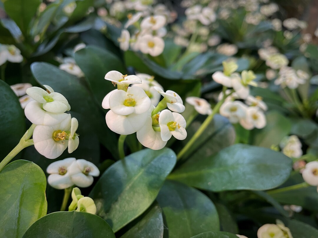 Hallenschau 4: Wohnen sie schn?":Euphorbia x lomi Bianca, produziert von Leo Thissen.