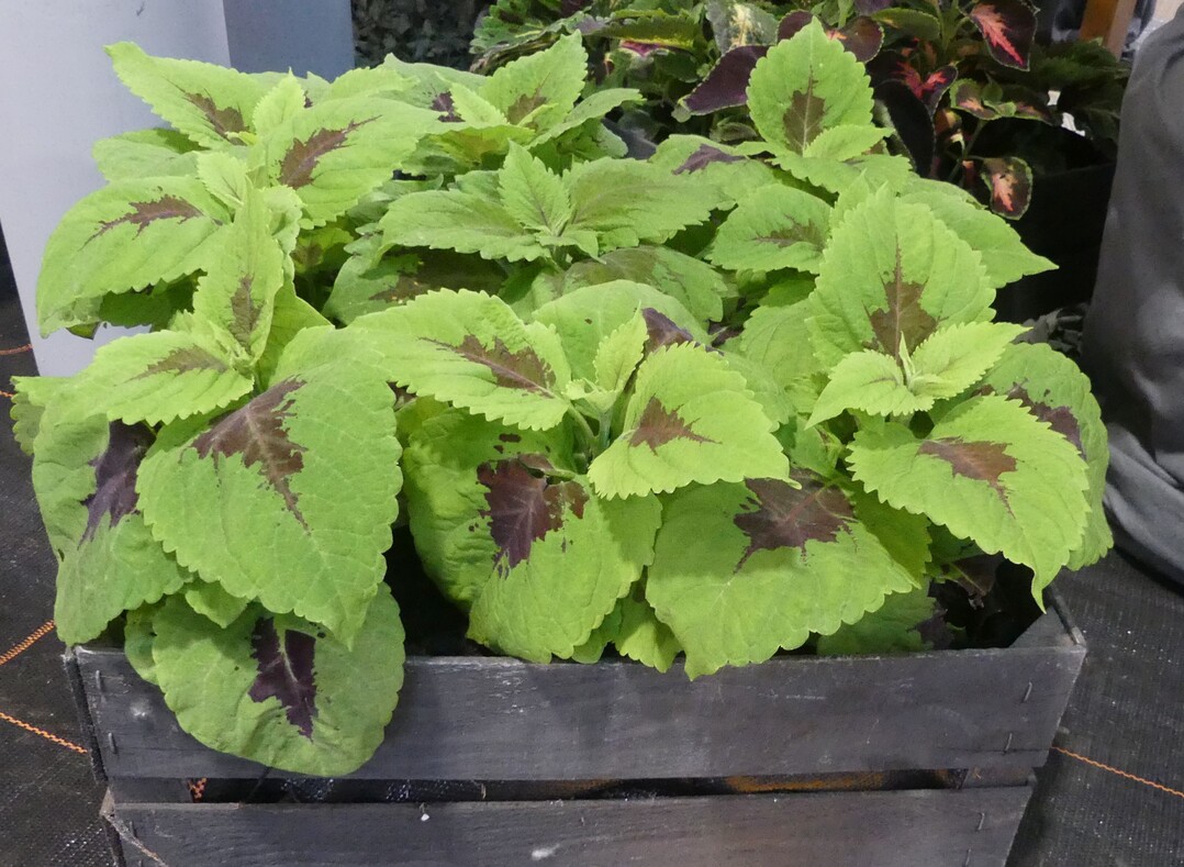 Hallenschau 5: Attention!  Die Amerikaner in Mannheim: Coleus blumei im Beitrag von Frank Lll.