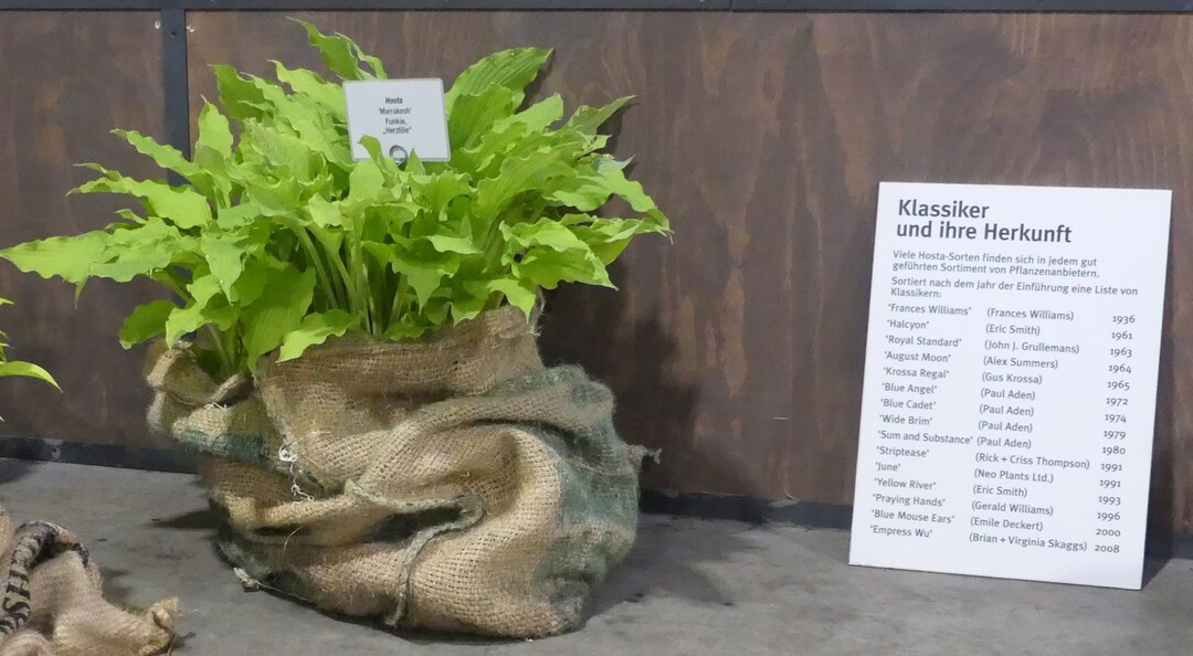 Hallenschau 5: Attention!  Die Amerikaner in Mannheim:Auch fr das umfangreiche Hosta-Sortiment kann sich der Hosta Garten Teltow mit einer Groen Goldmedaille der Deutschen Bundesgarten-Gesellschaft schmcken.