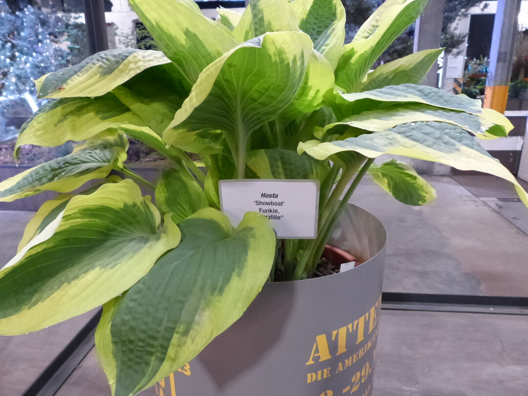 Hallenschau 5: Attention!  Die Amerikaner in Mannheim:Hosta in der Hallenschau