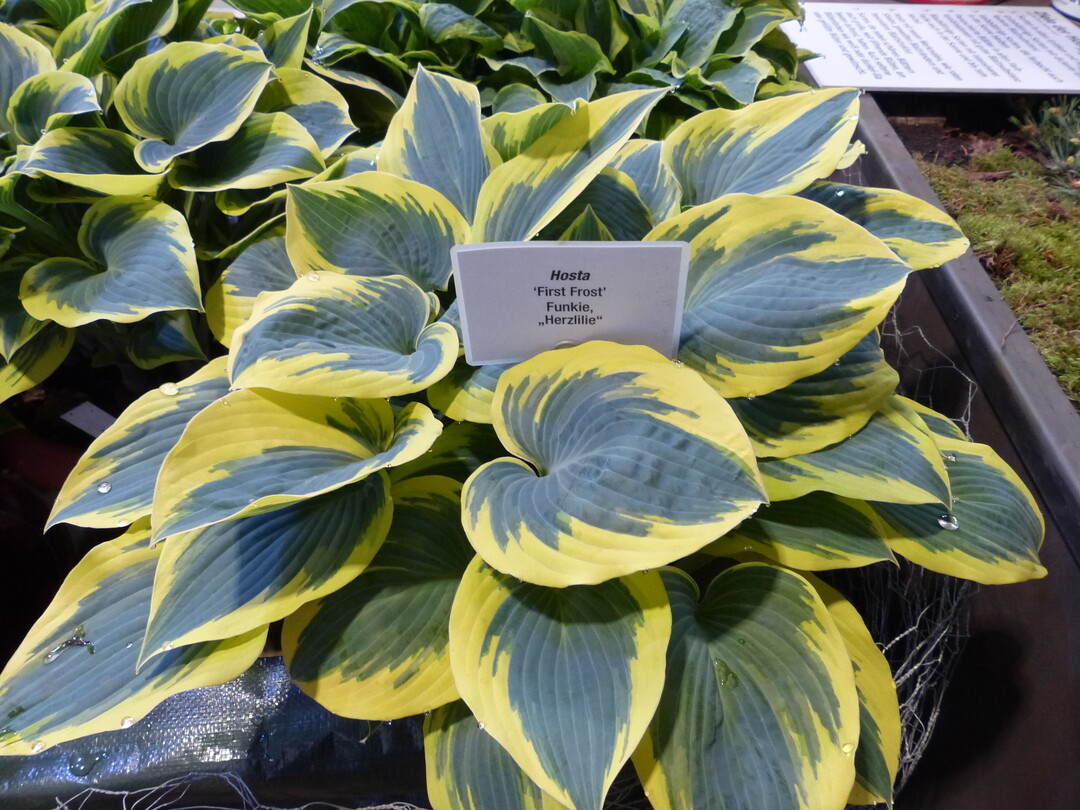 Hallenschau 5: Attention!  Die Amerikaner in Mannheim:Hosta in der Hallenschau