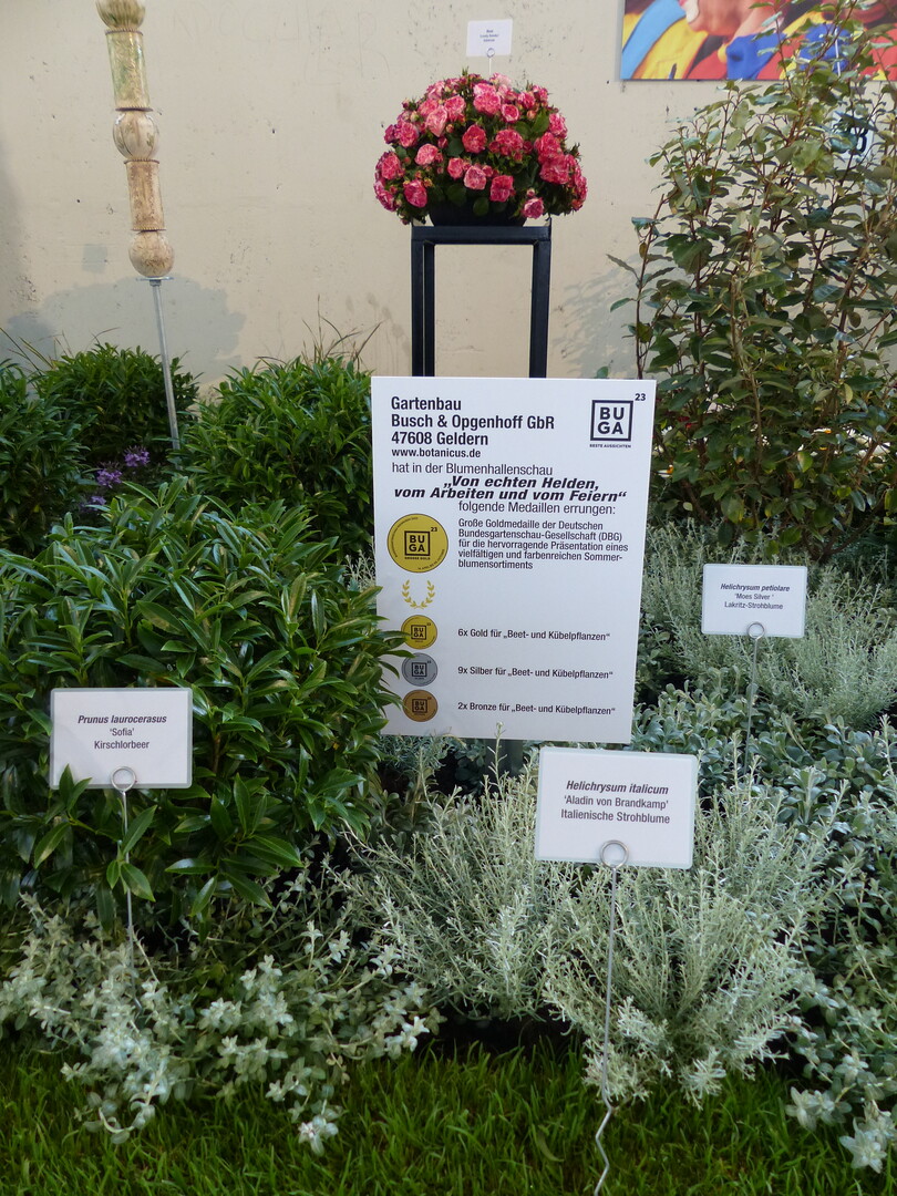 Hallenschau 6: "Von echten Helden, vom Arbeiten und vom Feiern":Eine Groe Goldmedaille der Deutschen Bundesgartenschau-Gesellschaft ging an Gartenbau Busch & Opgenhoff aus Geldern.
