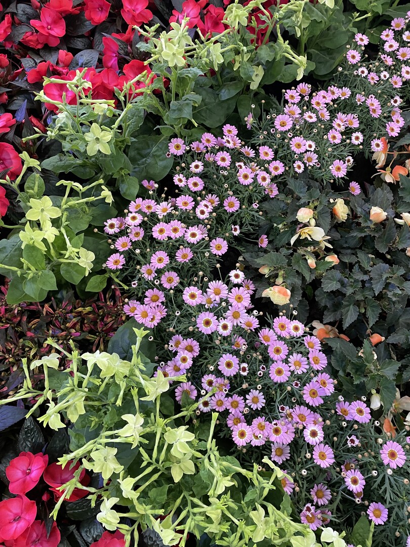 Hallenschau 7: Zurck in die Zukunft:Blumen und Pflanzen Vatter aus Bempflingen erhielt die Groe Goldmedaille der Deutschen Bundesgartenschau- Gesellschaft (DBG) fr ein hervorragendes Sortiment an Beet- und Balkonpflanzen, im Besonderen das Sortiment der Acalypha.