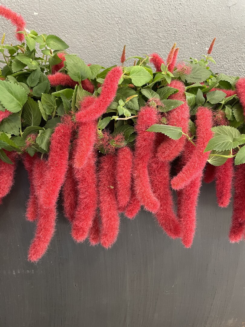 Hallenschau 7: Zurck in die Zukunft:Blumen und Pflanzen Vatter aus Bempflingen erhielt die Groe Goldmedaille der Deutschen Bundesgartenschau- Gesellschaft (DBG) fr ein hervorragendes Sortiment an Beet- und Balkonpflanzen, im Besonderen das Sortiment der Acalypha.