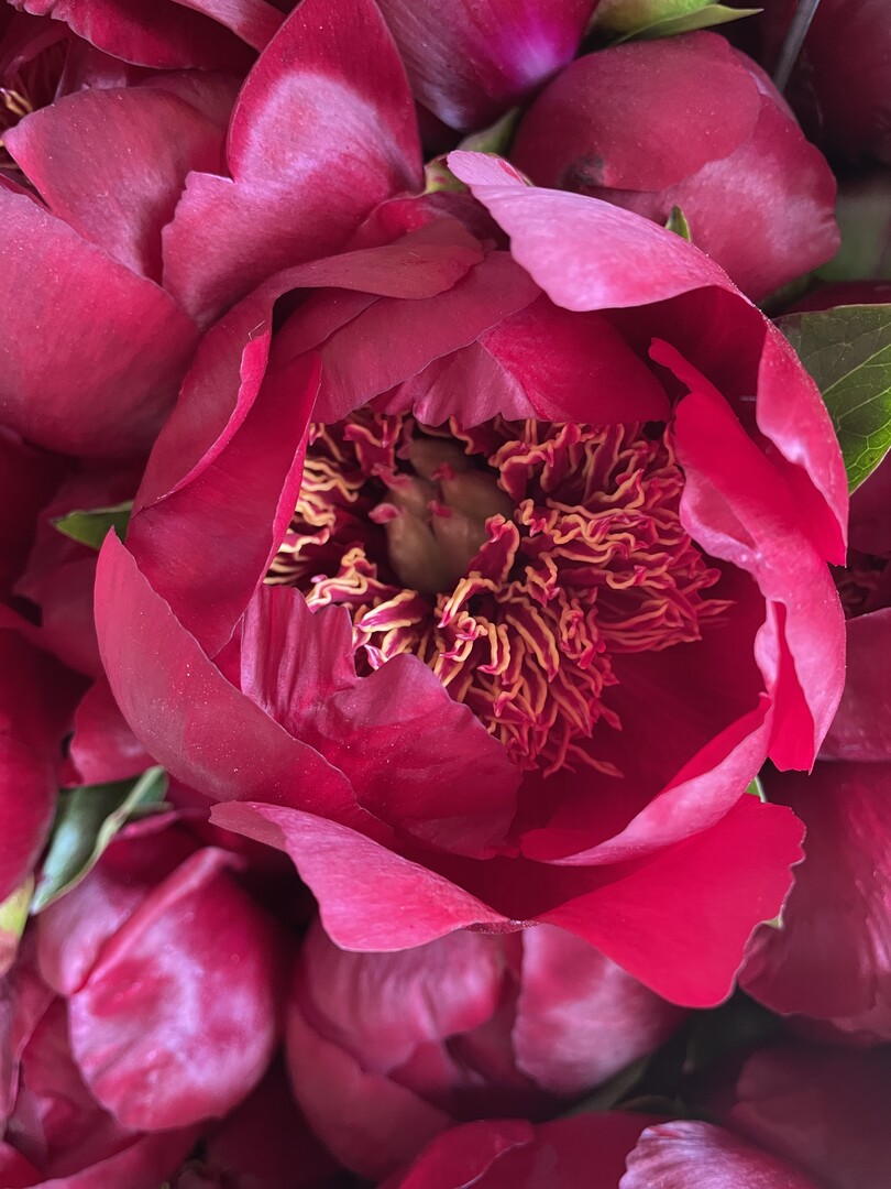 Hallenschau 7: Zurck in die Zukunft:Die Grtnerei Rose Saatzucht Erfurt wurde mit der Groe Goldmedaille der Deutschen Bundesgartenschau- Gesellschaft (DBG) fr die herausragende Leistung in Anbau, Gesundheit und Bltenausbildung von Demeter-zertifizierten Ponien-Schnittblumen ausgezeichnet.