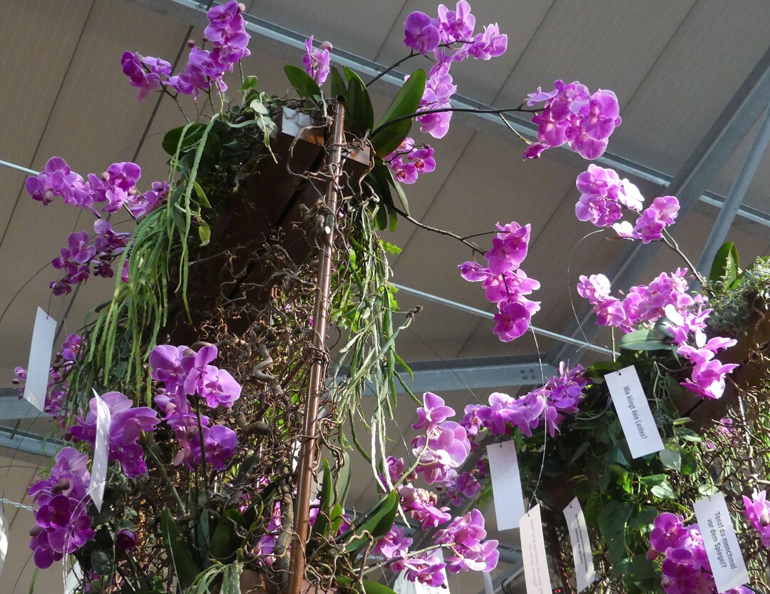 Die Phalaenopsis-Sorte Kalimantan Pink der Klusmann Blumenvertrieb GmbH wurde mit dem
Ehrenpreis der Landwirtschaftskammer Niedersachsen ausgezeichnet.