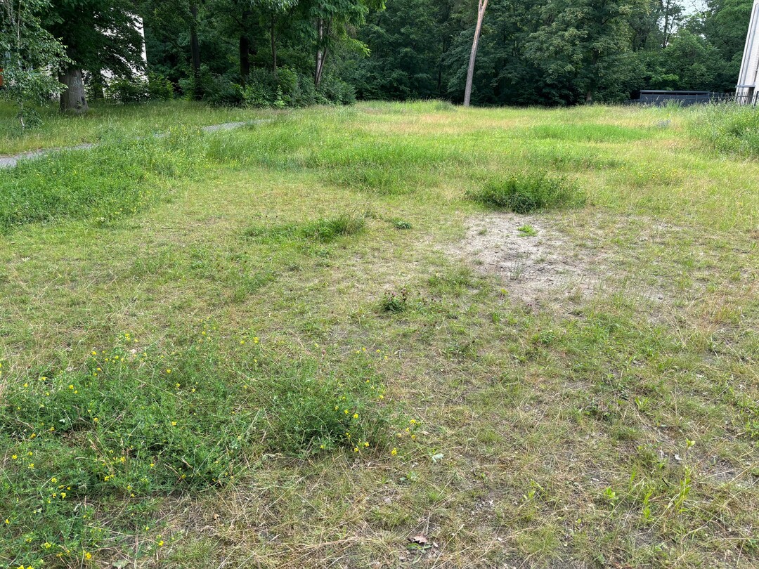 Naturnaher Sand-Magerrasen, Berlin-Zehlendorf: Die dunkelgrünen Bestände sind im wesentlichen Pflanzen der Hybrid-Luzerne, dazwischen heller erscheinende Magerrasen-Vegetation.