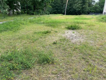 Naturnaher Sand-Magerrasen, Berlin-Zehlendorf: Die dunkelgrnen Bestnde sind im wesentlichen Pflanzen der Hybrid-Luzerne, dazwischen heller erscheinende Magerrasen-Vegetation.
