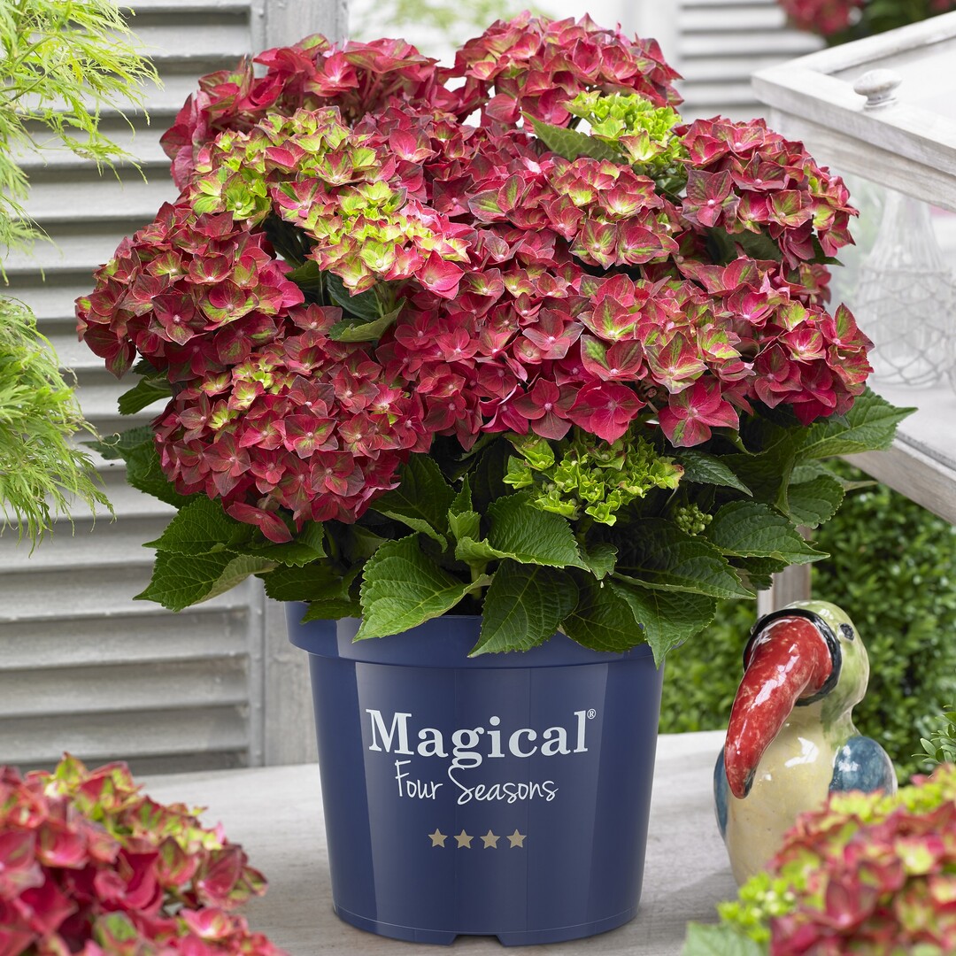 Hydrangea macrophylla "Ruby Tuesday" (MAGICAL RUBY TUESDAY) der De Jong Plant BV aus Boskoop wurde zur besten Neuheit der Plantarium 2015 gekürt.
