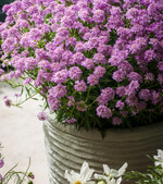 Mermaid Lavender, ein leuchtende, sommerliche Sensation für den Garten!