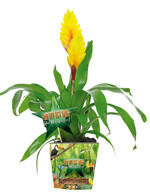 Ich bin ein Star - holt mich hier raus!