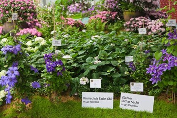 Ein groes Sortiment neuer Clematis-Sorten prsentieren Zchter Lothar Sachs und Baum-schule Sachs GbR aus dem schsischen Radebeul auf der igs hamburg 2013. 