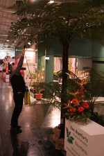 Vier Tage ohne Tageslicht und vertraute Gewächshausumgebung: Aussteller geben alles, um ihre Pflanzen über die IPM zu bringen.