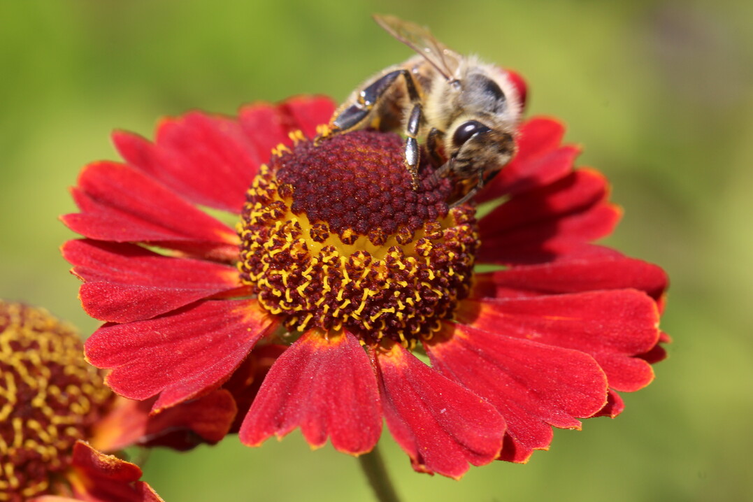 Um Pflanzen und Gärten für Insekten in der Stadt geht es im Onlineseminar der Staudengärtner