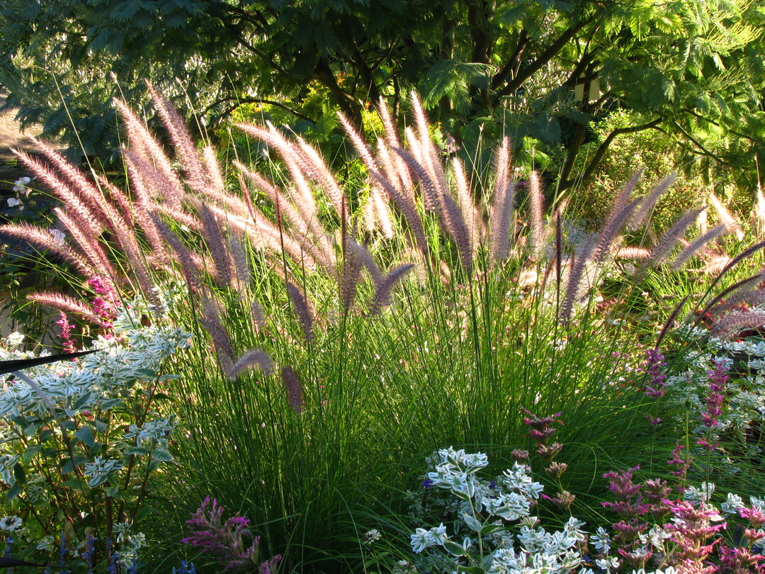 Auf der EU-Liste invasiver Pflanzen steht Pennisetum setaceum. Wie die Zukunft dieser Gartenpflanze aussieht, bestimmt der Aktionsplan der Bundesregierung, der derzeit erarbeitet wird.