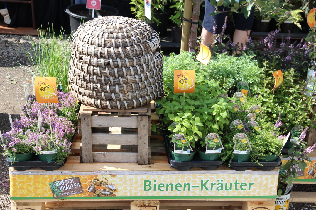 Die Staudengärtner zeigten vielfältige Sortimente - auch zu bienenfreundlichen Pflanzen, hier bei Häussermann Stauden + Gehölze.