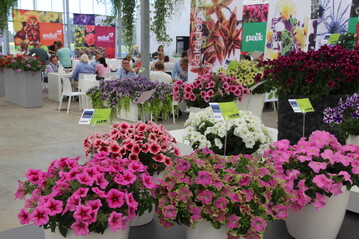 Die FlowerTrials 2017 fanden in der Zeit vom 13. bis 16. Juni in den niederlndischen Regionen Westland und Aalsmeer statt, sowie in Deutschland in der Region Rheinland-Westfalen.