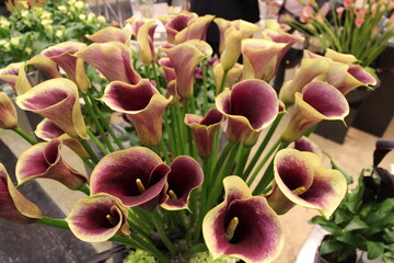 Vom 28. bis 31. Januar 2014 findet die Internationale Pflanzenmesse (IPM) in Essen statt.