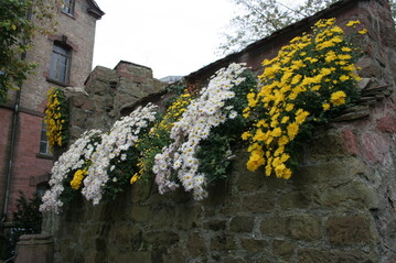 Jhrlich im Herbst bringt die "Chrysanthema" viel Farbe in die Stadt Lahr.