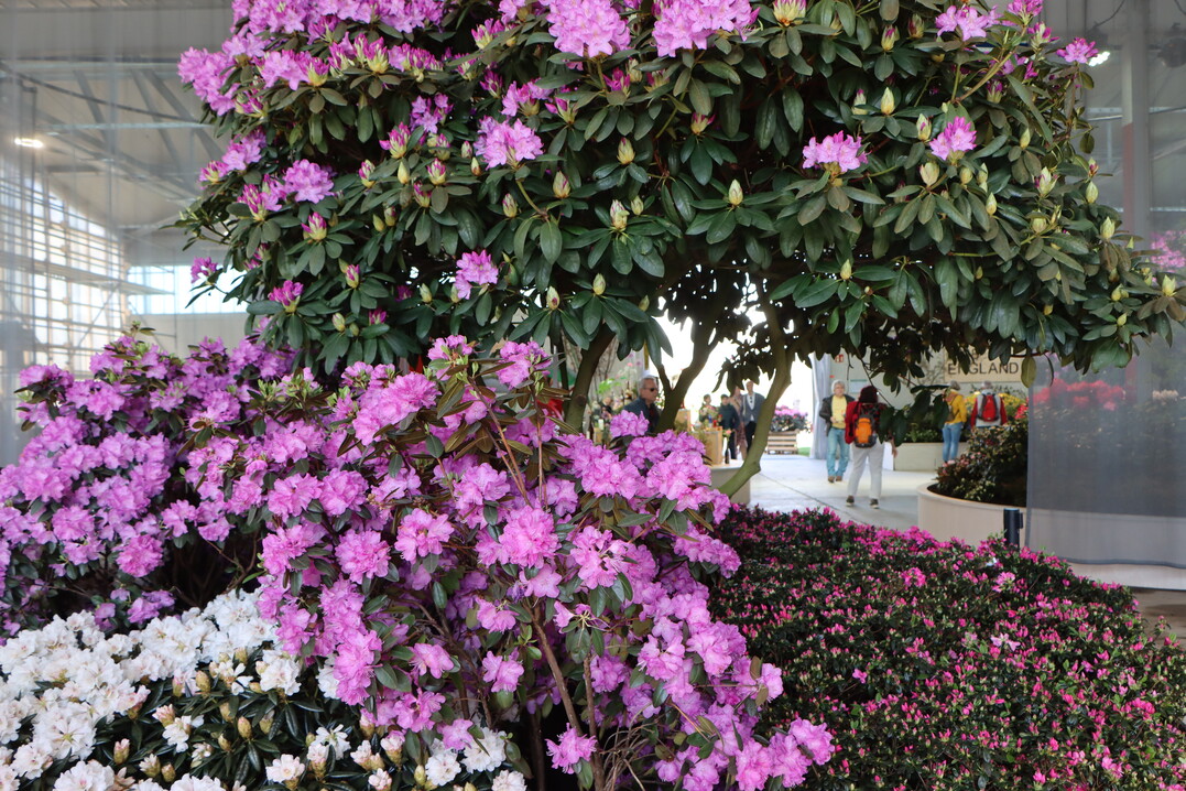 "Aze liebt Lea!"
Die 1. Blumenhallenschau auf der BUGA Mannheim 2023 rollte den roten Teppich fr
Azalee und Rhododendron aus.
