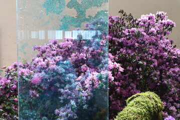 Die Hallenschau 1 der BUGA Mannheim 2023 widmet sich Rhododendron und Azaleen.
