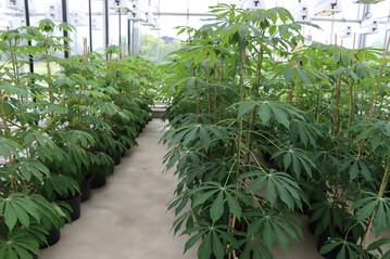 In seiner Stellungnahme bedauert der Zentralverband Gartenbau (ZVG) die vertane Chance, einen legalen strukturierten Cannabisanbau und Verkauf in Deutschland auf den Weg zu bringen.