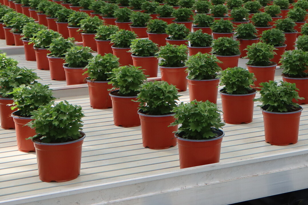 Blumen- und Pflanzentpfe, die in verschiedenen Produktionsphasen verwendet werden, sollen nicht als Verpackung gelten.<br>