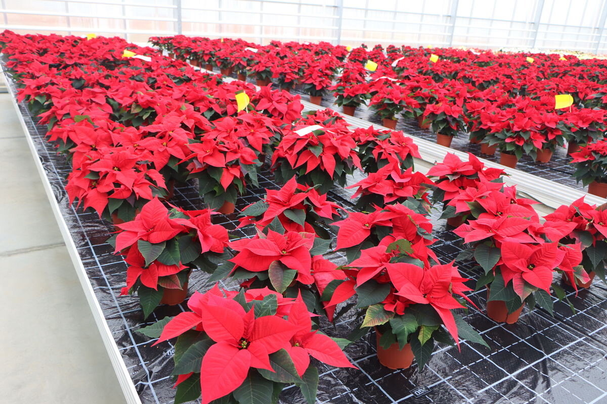 Zierpflanzen 2021 15 weniger Betriebe in Deutschland als 2017 DEGA