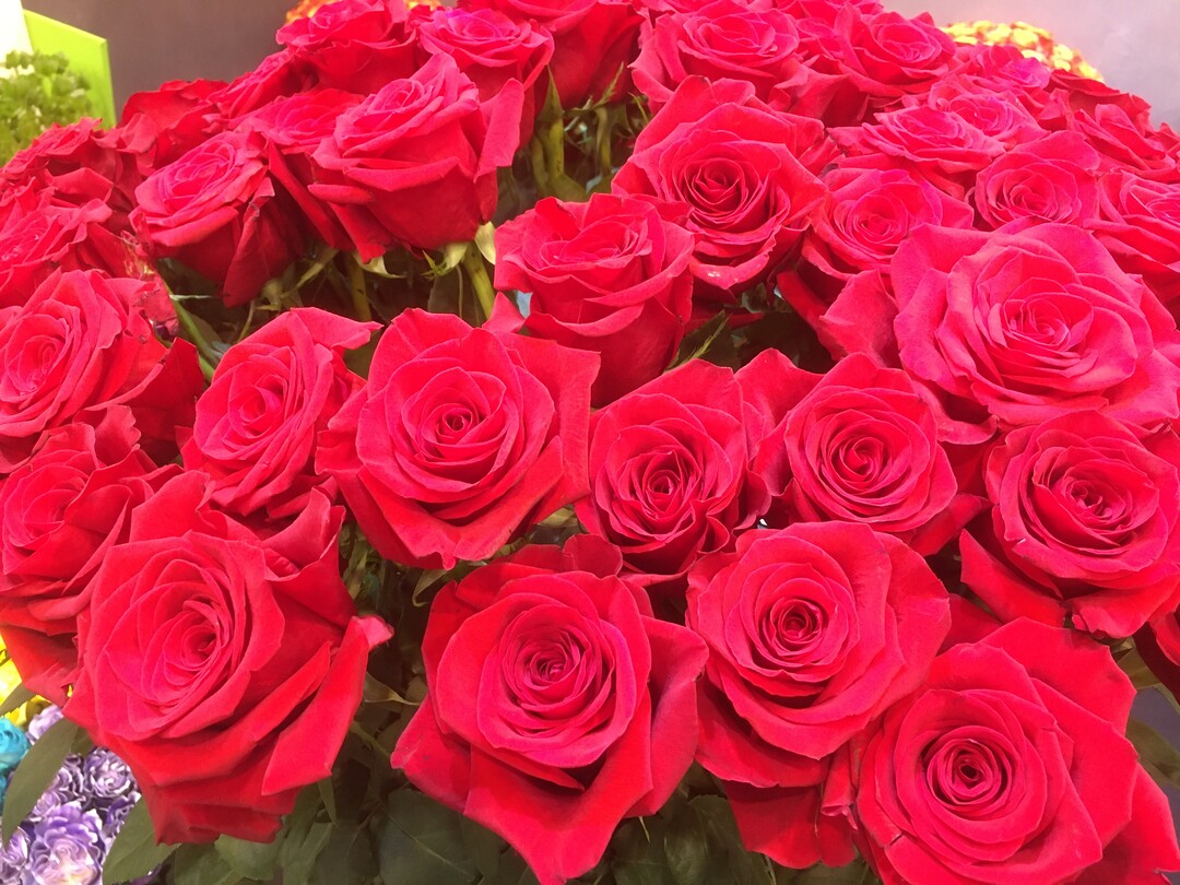 Rote Rosen sind am Valentinstag die Favoriten der Schenkenden.