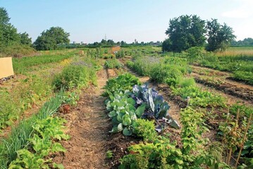  Gemeinschaftlich Landwirtschaft betreiben wird jetzt leichter, der Verein Mikro Landwirtschat entwickelt eine Plattform um Stdter und Landwirtschaft zusammen zu bringen. 