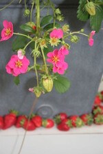 Die Siegerin des "FleurStar"-Wettbewerbs ist "Toscana", eine attraktive Balkonerdbeere.