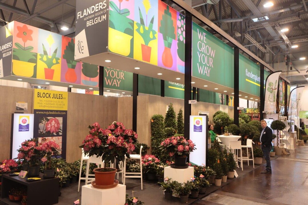 Azaleen sind ein typisches Gartenbauprodukt aus Belgien.