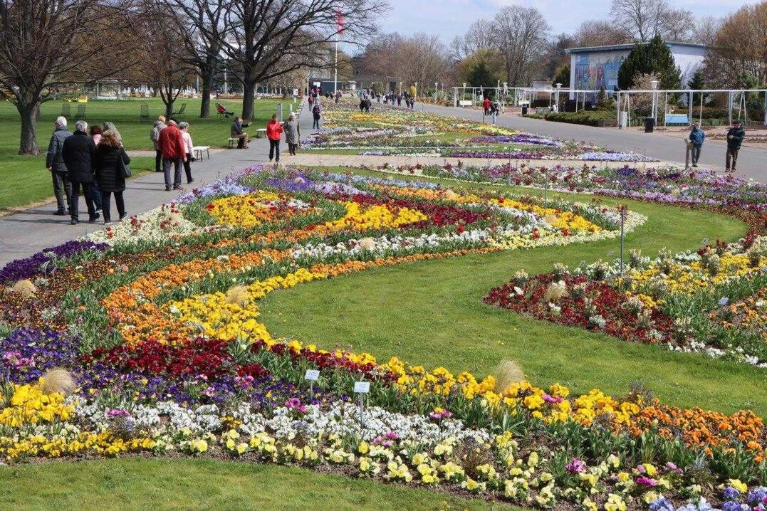"Große Blütenwogen und ein ausgeklügeltes Farbspiel": Seit 1961 empfängt das Große Blumenbeet die Besucher im ega-Park (früher "iga"). Es ist mit 370 m Länge und rund 6.000 m2 Fläche das größte gestaltete Beet in Europa.