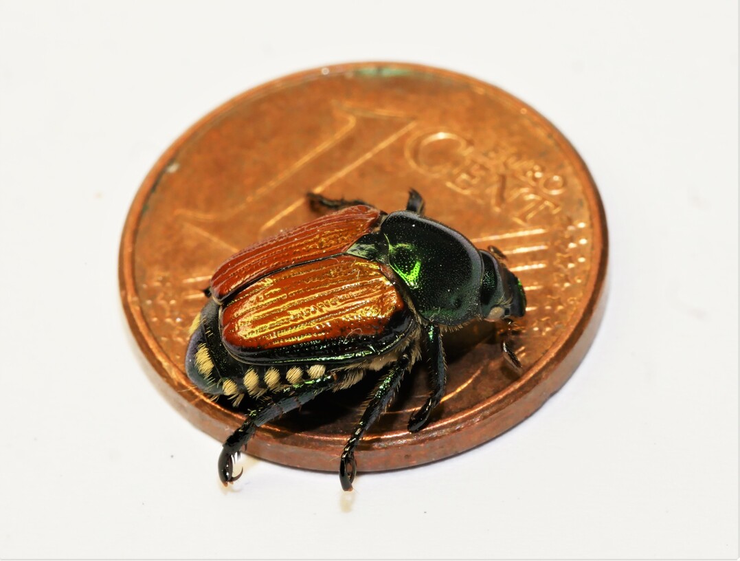 Der Japankäfer ist kleiner als eine 1-Cent-Münze, aber einem Mai- bzw. Junikäfer ähnlich.